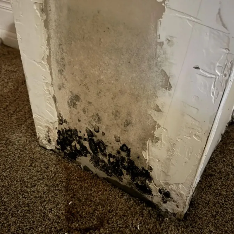 Professional Mold Removal in Midland County, TX